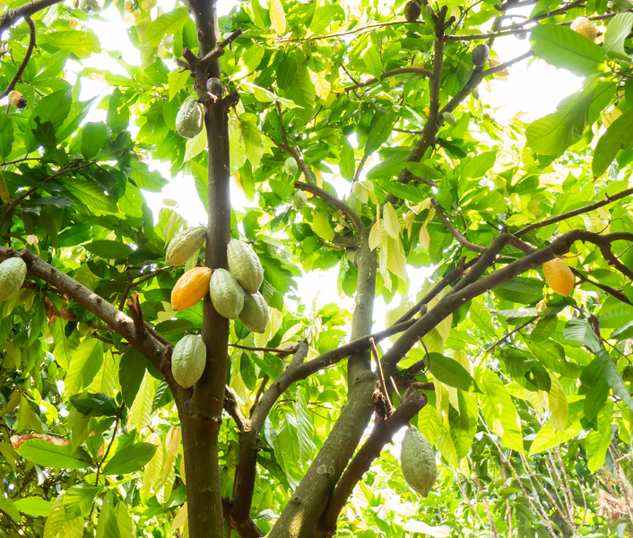 Green Tech Agriculture: Absorbing While Growing